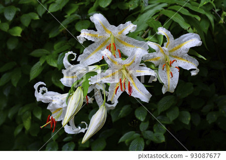 gorgeous golden lily 93087677