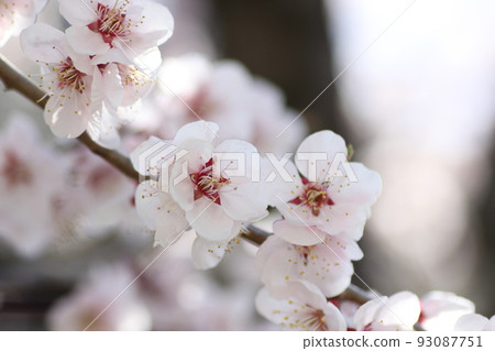 Plum blossom Plum blossom 93087751