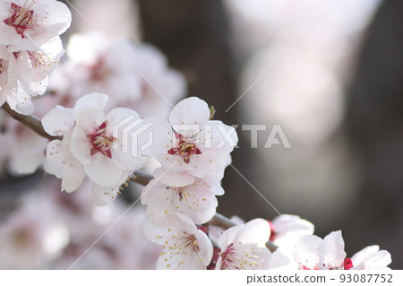 Plum blossom  93087752
