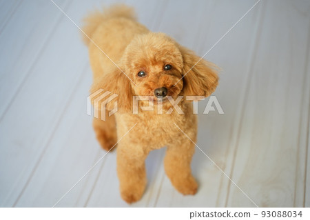 面容溫和的玩具貴賓犬 93088034