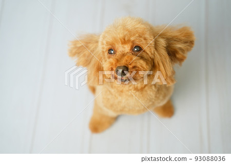 Toy poodle looking up Toy poodle looking up 93088036