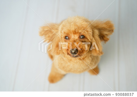 Toy poodle looking up Toy poodle looking up 93088037