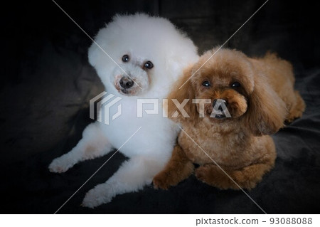 Two toy poodles photographed on a black background Two toy poodles photographed on a black background 93088088