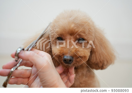 玩具貴賓犬的修剪風景 93088093