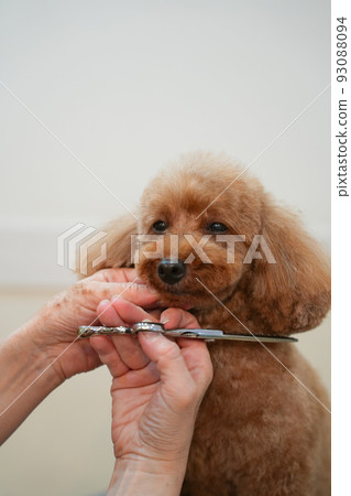 Trimming scenery of toy poodle Trimming scenery of toy poodle 93088094