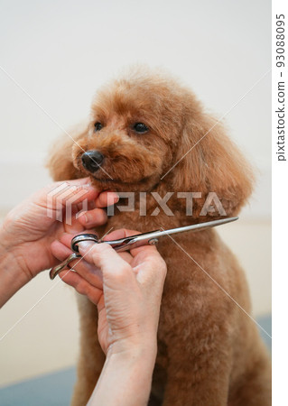 玩具貴賓犬的修剪風景 93088095