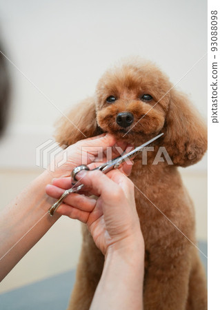 Trimming scenery of toy poodle 93088098