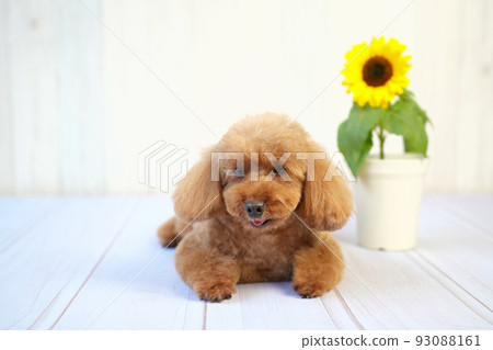 躺下玩具貴賓犬和向日葵 93088161