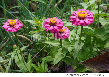 Besshi草花園 93088178