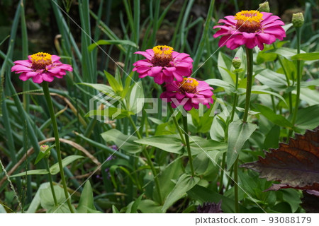 Flower garden of Besshi grass Flower garden of Besshi grass 93088179