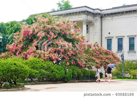 這是老王宮的院落，那裡的小蘗樹盛開。 93088189