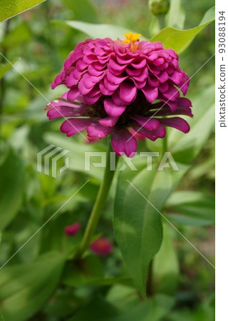 雙百日草 93088194