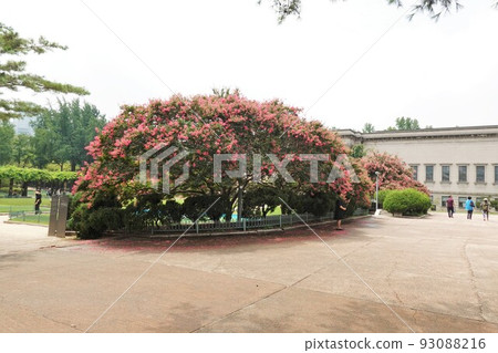 It is the courtyard of the palace where the banyan tree flowers are in bloom. 93088216