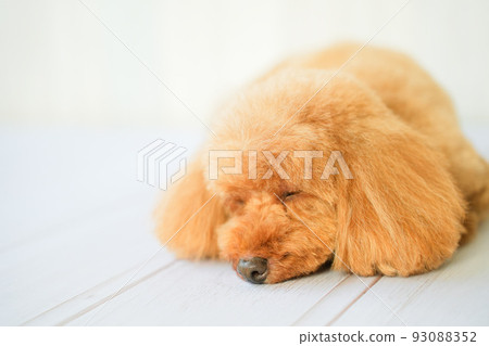 Toy poodle on the verge of falling asleep after getting tired of shooting Toy poodle on the verge of falling asleep after getting tired of shooting 93088352