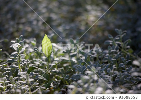 發芽 發芽 93088558