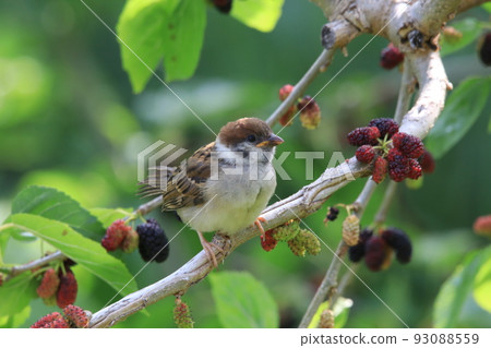 小麻雀和桑樹 小麻雀和桑樹 93088559