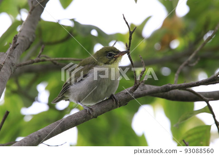 Medi的幼鳥 Medi的幼鳥 93088560