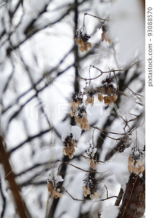 Iwagara Iwagara 93088570