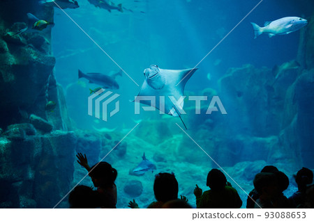 People watch stingray in aquarium People watch stingray in aquarium 93088653