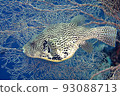 Map Pufferfish, Arothron mappa 93088713
