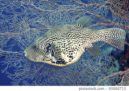 Map Pufferfish, Arothron mappa Map Pufferfish, Arothron mappa 93088713