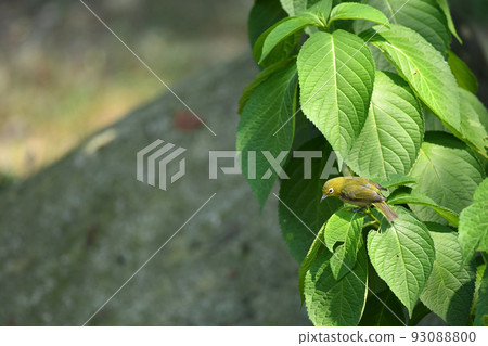 White-eye White-eye 93088800
