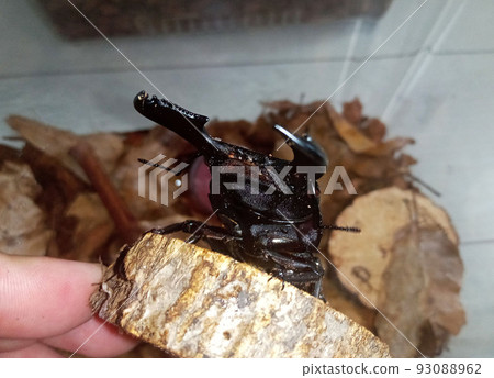 平田 (Sumatran Hirata) 鍬形蟲的斜臉 93088962