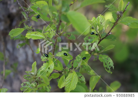 Onuma Quasi-National Park: Alder beetles swarming trees Onuma Quasi-National Park: Alder beetles swarming trees 93088985