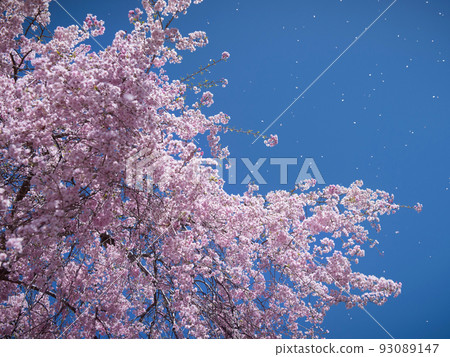 Tsutsujigaoka Park Sendai City, Miyagi Prefecture 93089147