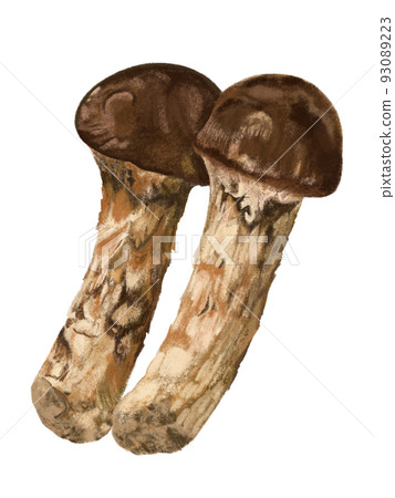 Matsutake mushrooms (2 stalks) Matsutake mushrooms (2 stalks) 93089223