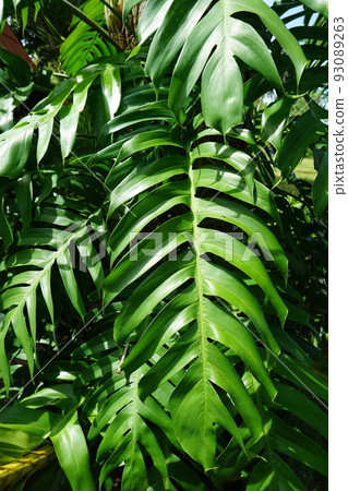 Rhaphidophora, Philodendron, Epipremnum. Plant in the garden Rhaphidophora, Philodendron, Epipremnum. Plant in the garden 93089263