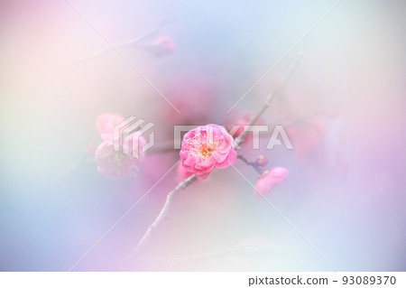 Plum .72（紅梅七彩模糊） 93089370