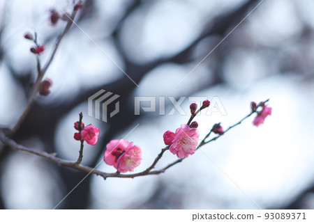 梅花.73(小白微拉) 梅花.73(小白微拉) 93089371