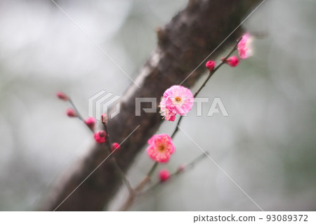 Ume.74 (Collaboration of trunk, branch and flower) 93089372
