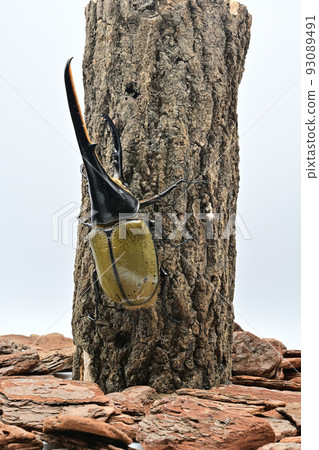 Hercules beetle male 165mm 93089491