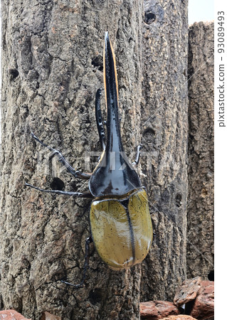 Hercules beetle male 165mm 93089493