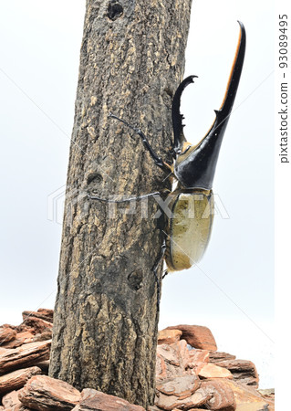 大力神甲蟲男 165mm 93089495