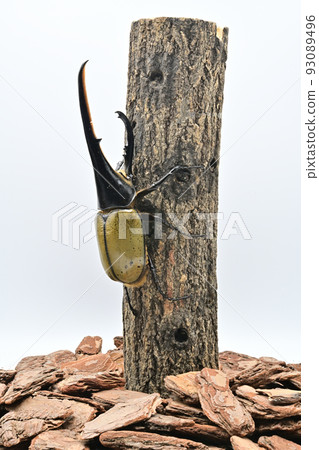 Hercules beetle male 165mm 93089496