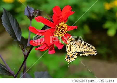 Dahlia 93089553