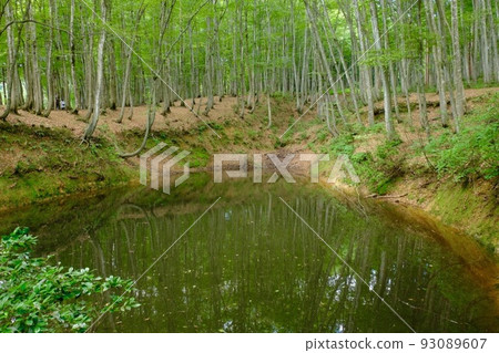 Beautiful forest Beautiful forest 93089607