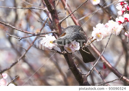 鵯吸李花蜜 鵯吸李花蜜 93090324