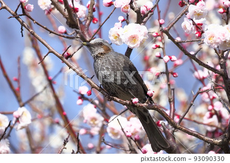 鵯吸李花蜜 鵯吸李花蜜 93090330