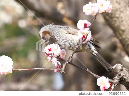 鵯吸李花蜜 鵯吸李花蜜 93090331