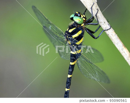 棲息在枯草上的 Anotogaster sieboldii 93090561