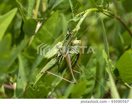 A male grasshopper in the grass 93090567