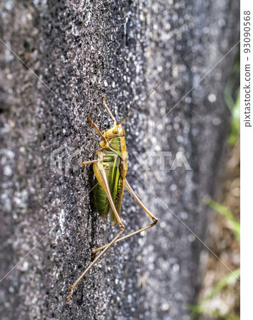 A male katydid on the side of a rock 93090568