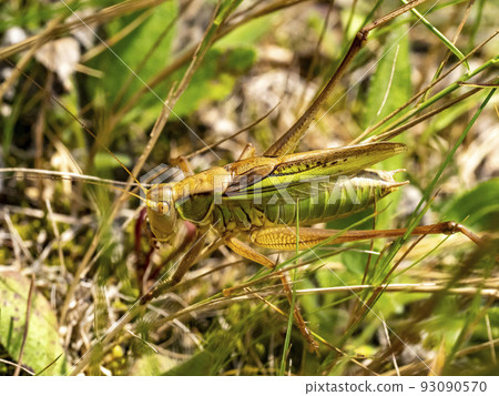 A male grasshopper in the grass 93090570