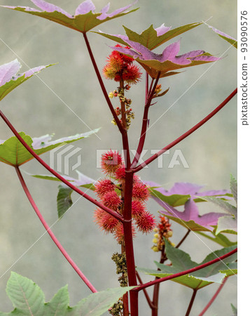 Red fruit of castor bean Red fruit of castor bean 93090576