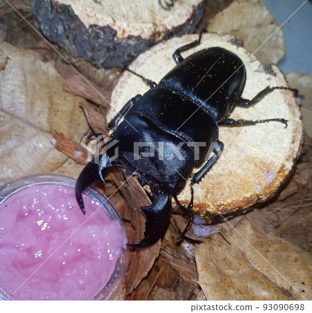 平田 (Sumatran Hirata) 整個鍬形甲蟲 93090698