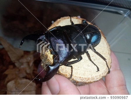 手騎蘇門答臘平背鍬蟲 93090987